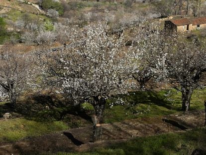 Plantación de cerezos en el Valle del Jerte (Extremadura).