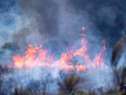 Incendio en el Parque Nacional de Monfragüe, en el municipio de Deleitosa (Cáceres), este sábado.