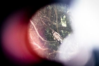 
Un pigargo posado en una rama cerca de una ría de Ribadedeva, en la cornisa cantábrica. 