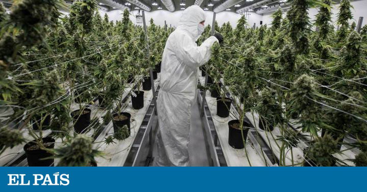 Diputado Propondrá Legalizar El Cannabis Para Uso Medicinal Y Recreativo - Megacadena - Diario