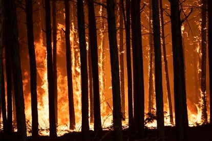 Una plantación de pinos en llamas en Santo Tomé, Corrientes.