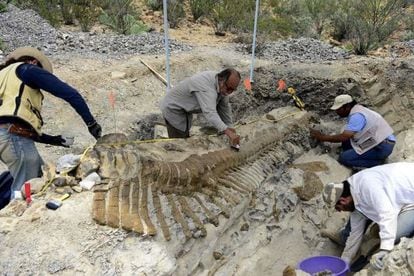 Paleont&oacute;logos excavan la cola de un dinosaurio en Coahuila.