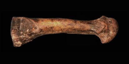 Hueso del pie (cuarto metatarsiano) descubierto en Hadar (Etiopía).
