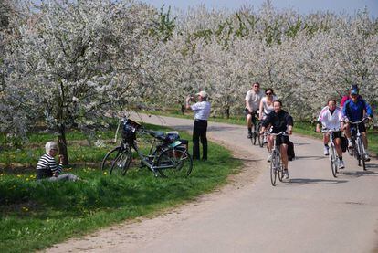 Ciclistas pedaleando entre frutales en flor en Sint-Truiden, en la región de Haspengouw (Bélgica).