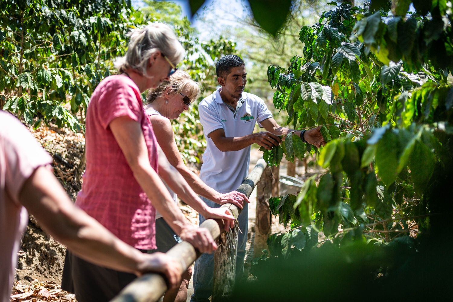 Dennis Pérez explica a turistas estadounidenses las etapas de la germinación, plantación y recolección del café, en Guanacaste.
