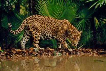 Una jaguar en Belice.