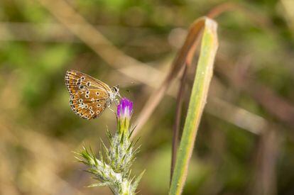 Una mariposa en el Parque Nacional del Guadarrama.