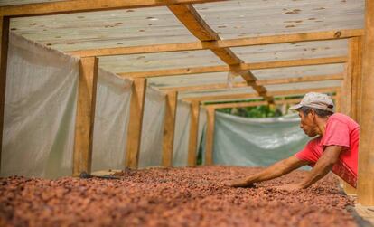 Un agricultor seca cacao en Guatemala.