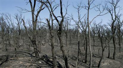 Estado del bosque cercano al pueblo de Agullana debido al incendio que ha quemado unas 14.000 hectáreas en Girona.