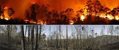 Arriba, las llamas consumen el bosque atlántico de las Fragas do Eume en los montes de A Capela la noche del sábado. La foto inferior muestra el estado de la vegetación el domingo por la tarde tras el paso del incendio.