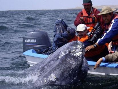 Ejemplares de ballena gris en Baja California