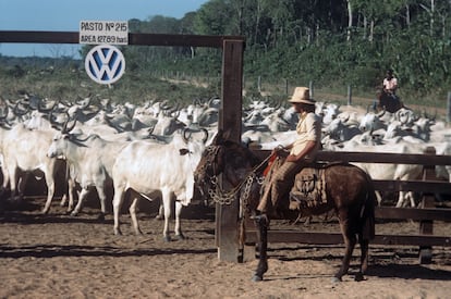 A cowboy takes care of the cattle on the farm of the multinational that the Public Ministry is investigating for alleged abuses in the 1980s.