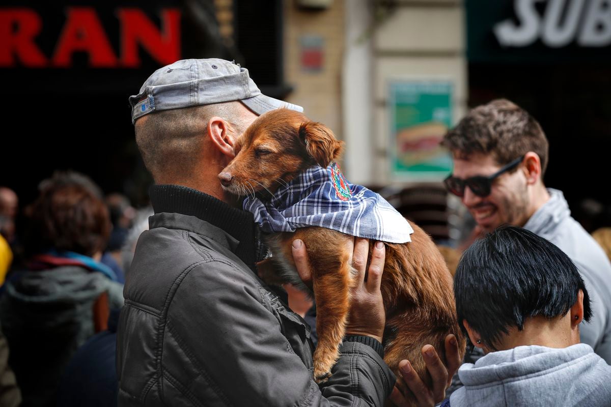 Perro asustado