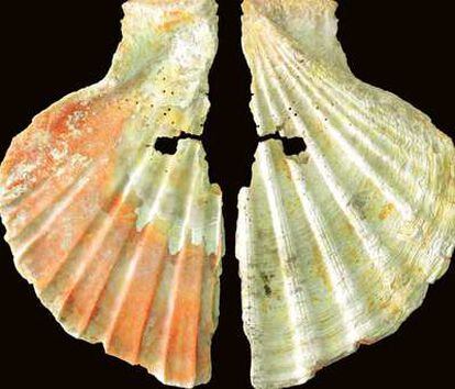 Restos de pigmentos decorativos en conchas halladas en el nivel 2 de la Cueva de los Aviones de Murcia