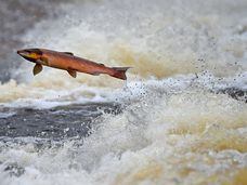 Un salmón remonta el río Etterick, en Escocia.