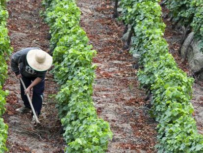 El vino se prepara para sobrevivir al cambio climático