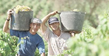 Dos vendimiadores en Jerez.