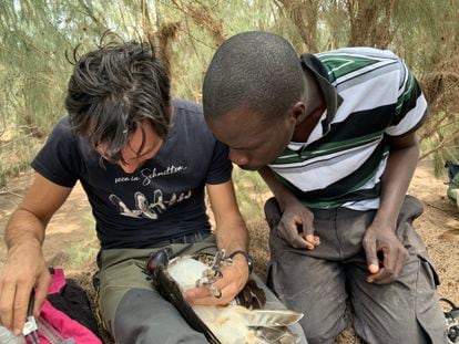 El biólogo español Rafa Benjumea muestra cómo anillar un águila pescadora a un colaborador de Senegal.
