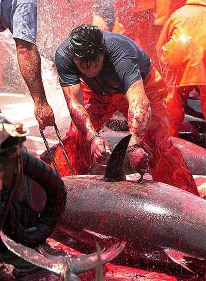 España tiene una cuota asignada de atún rojo de 5.568 toneladas, la mayor dentro de las 16.800 toneladas que reparte la UE.