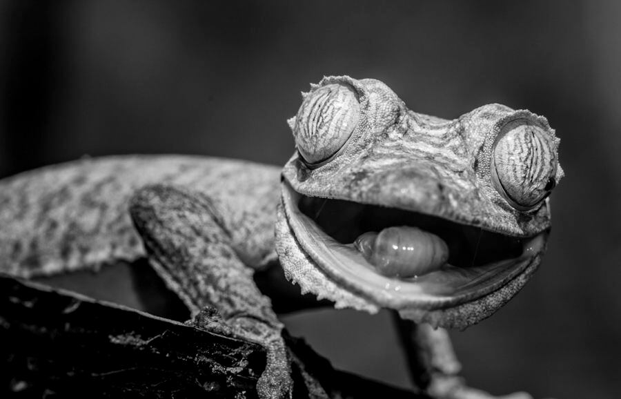 Gecko de cola plana, en el bosque de Analamazaotra (Madagascar). Especie en amenaza de extinción.