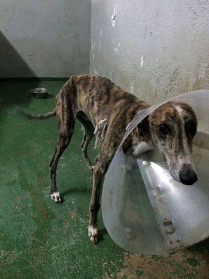 Un perro con un Collar isabelino en las dependencias del Cimpa.