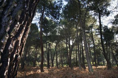 Uno de los pinares de San Mart&iacute;n de Valdeiglesias.