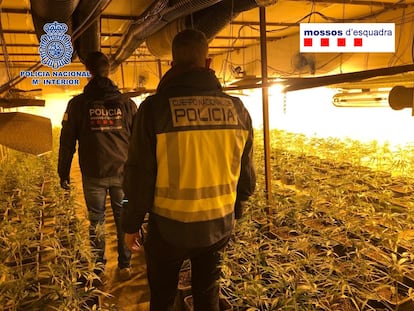 Los Mossos y la Policía desarticulan una de las mayores organizaciones de tráfico de marihuana de origen chino.