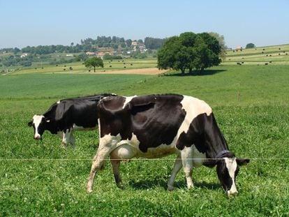 Vacas pastando en un campo gallego.