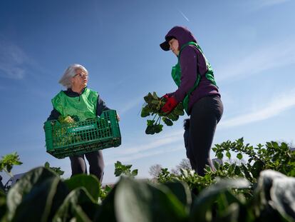 Voluntarias recogen espinacas en un campo de Gavà con la Fundación Espigoladors.