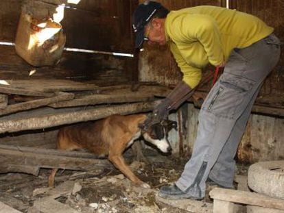 Uno de los 34 perros vivos rescatados ayer en Montcada i Reixac.