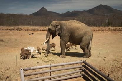 El elefante asiático Big boy se alimenta acompañado de otros animales en su hábitat al interior del santuario.