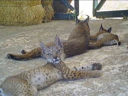 La elección por parte de la madre de este lugar permite a WWF observar a los cachorros como si estuvieran en un centro de cría en cautividad