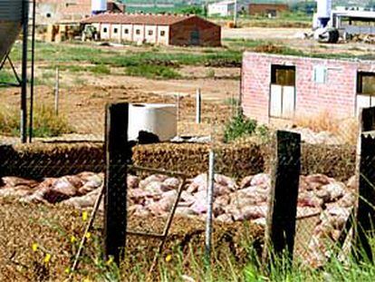 Fosa donde se han apilado los cerdos sacrificados en la granja de Soses (Lleida) para su inhumación.