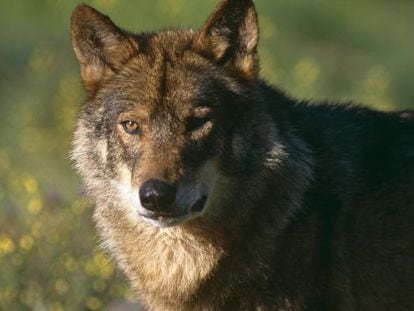 Un ejemplar de lobo ibérico.