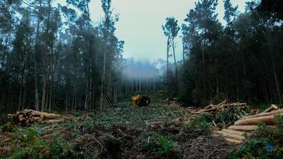 Construcción de un cortafuegos en un área forestal de Galicia.
