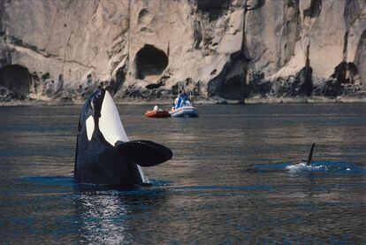 Una orca juguetea en la isla de San Juan (Estado de Washington, EE UU).