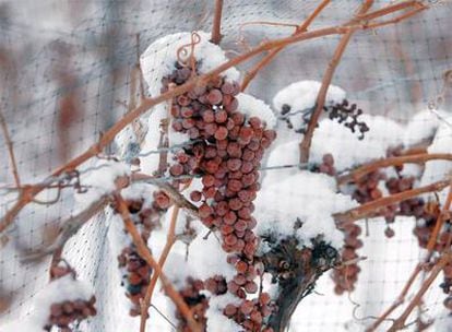 Uvas para elaborar vino de hielo <i>(icewine)</i> en los terrenos de la bodega Inniskillin de Canadá.