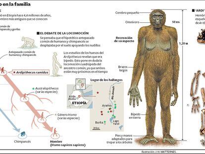 Un nuevo homínido en la familia