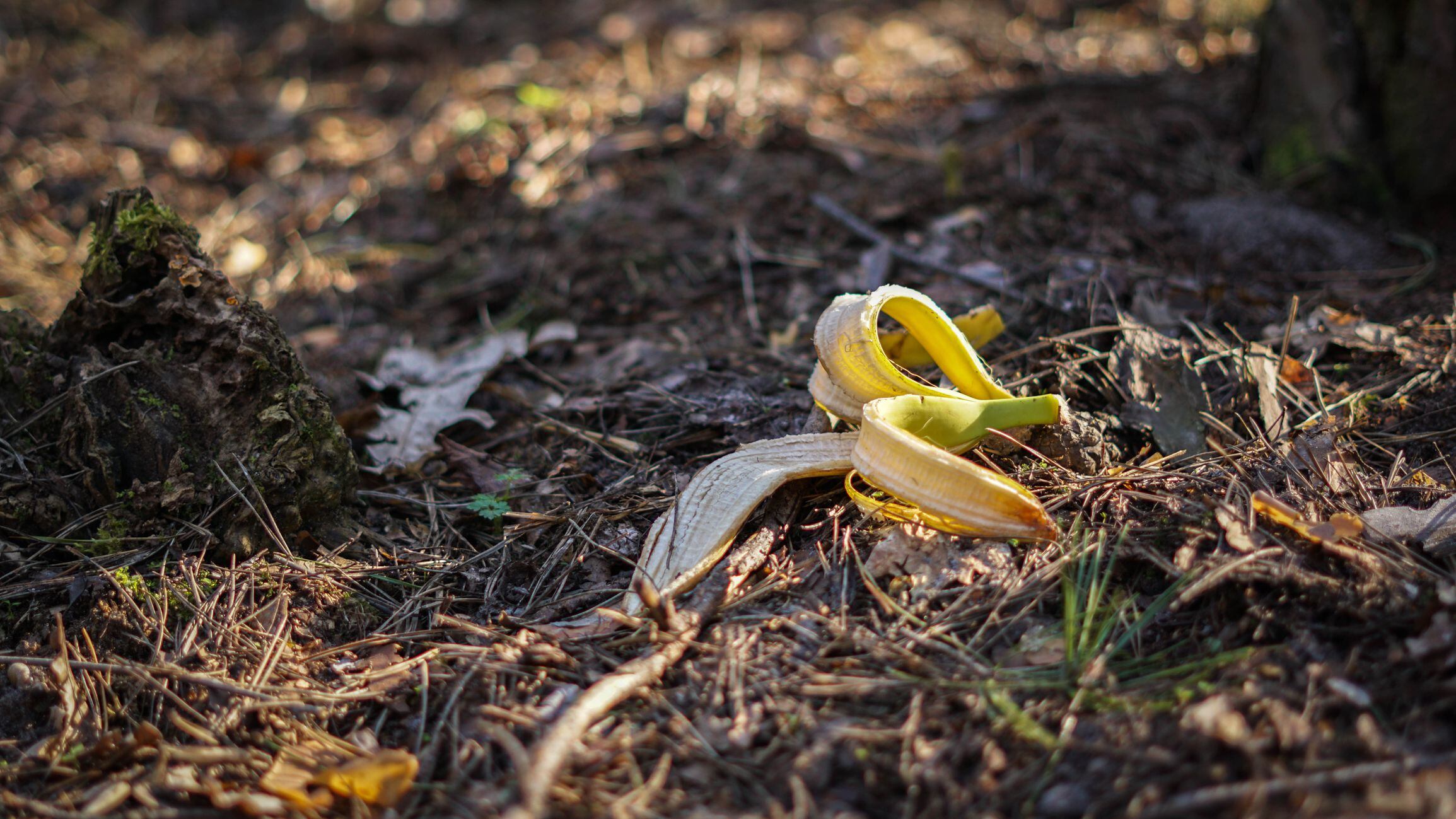 Una cáscara de plátano abandonada en el monte.