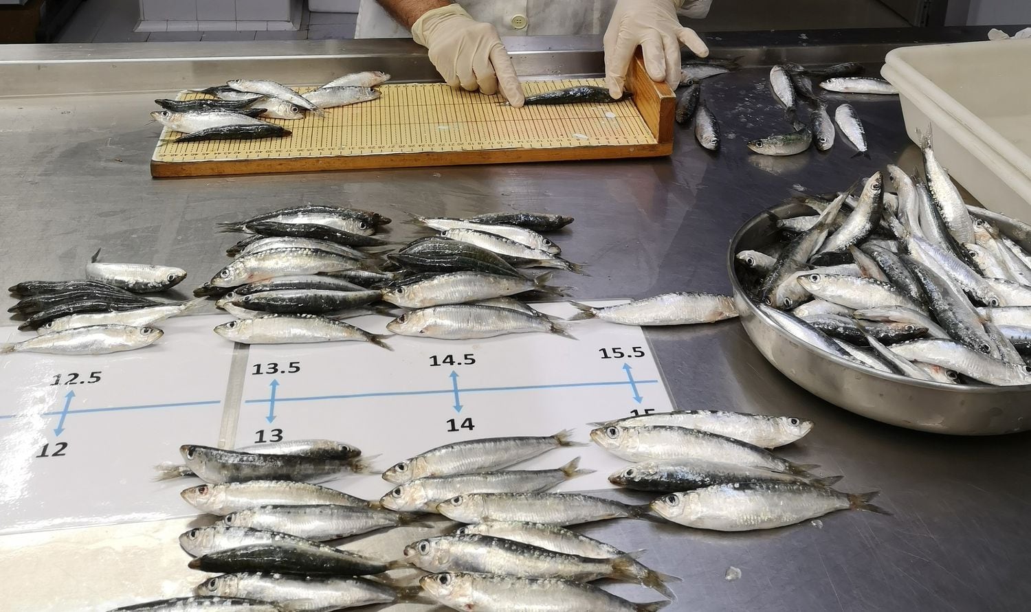 Algunas sardinas analizadas en la investigación de Marta Coll pasan por medición.