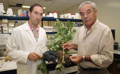 Pedro Balda, autor de la tesis sobre los vinos de La Rioja y Fernando Mart&iacute;nez de Toda, director de la tesis. Han descubierto dos nuevas variedades de vid.