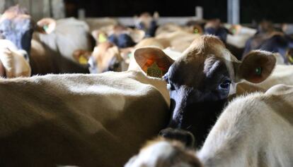 Vacas con chips en una granja en Santa Catarina, Brasil.