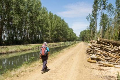 Una senderista recorre un tramo del canal de Castilla en la provincia de Palencia.