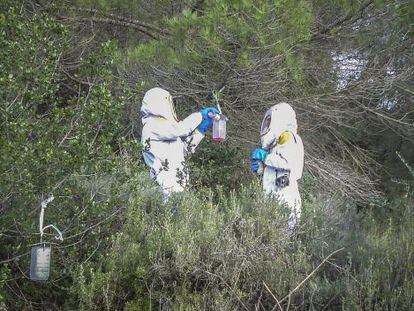 Avispa asiática en EL PAÍS