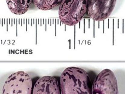 Las semillas de ricino (superior) muy similares en color y tamaño que los frijoles (inferior), pero tienen una pequeña protuberancia puntiaguda en el extremo.