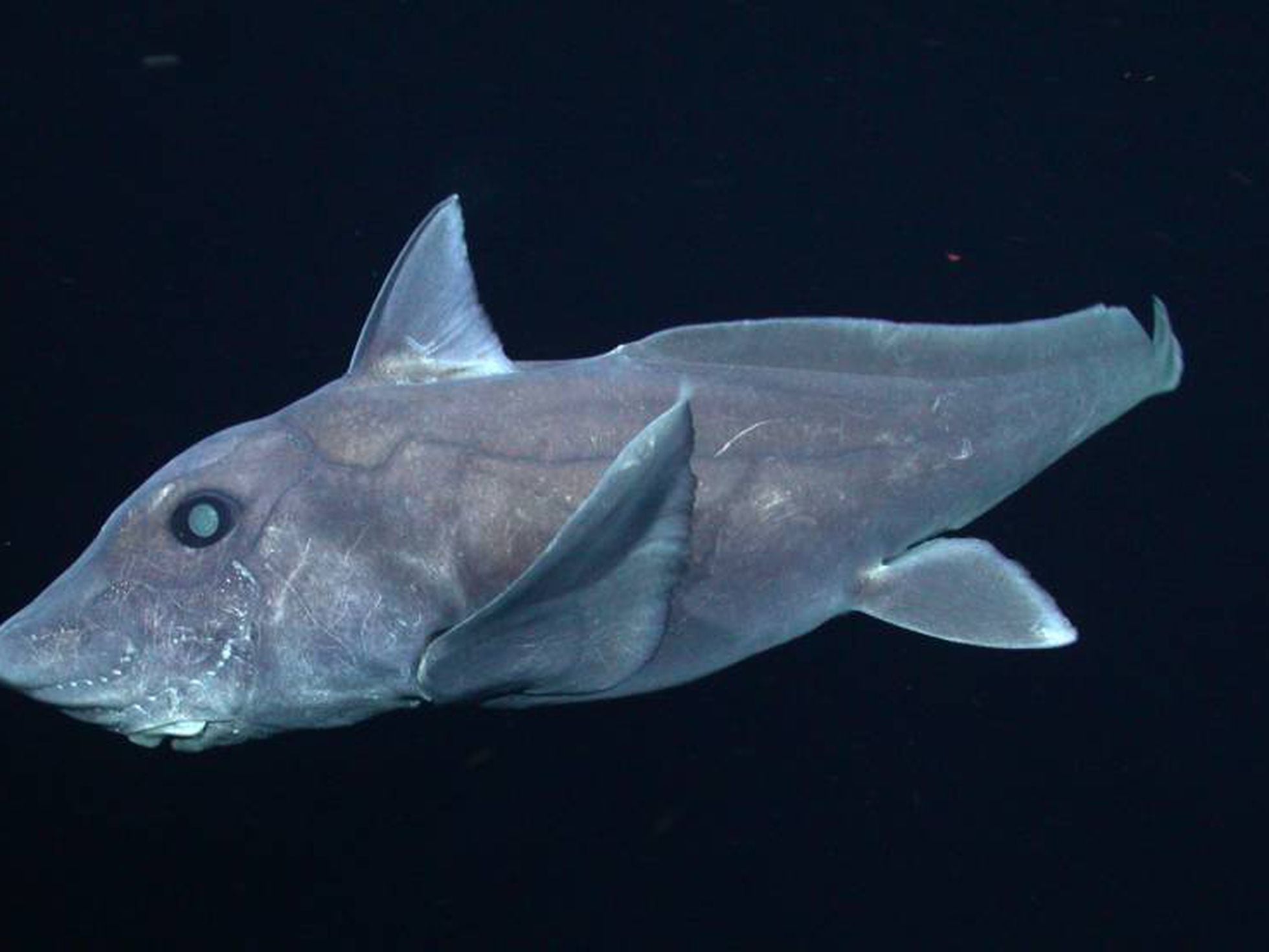 Graban por primera vez a un tiburón fantasma con vida | Ciencia | EL PAÍS
