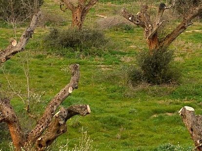 Olivos infectados con la bacteria Xylella Fastidiosa en Gallipoli (Italia)