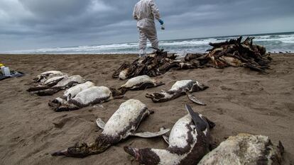 Pingüinos de Humboldt muertos en una playa de Camaná (Perú), el 14 de junio.