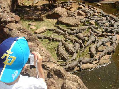 Un niño observa y retrata a los animales de uno de los estanques de la granja de los cocodrilos, en Sun City (Suráfrica).