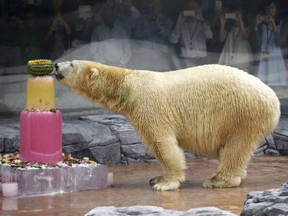 El oso polar Inuka en el zoológico de Singapur el 16 de diciembre de 2015.
 